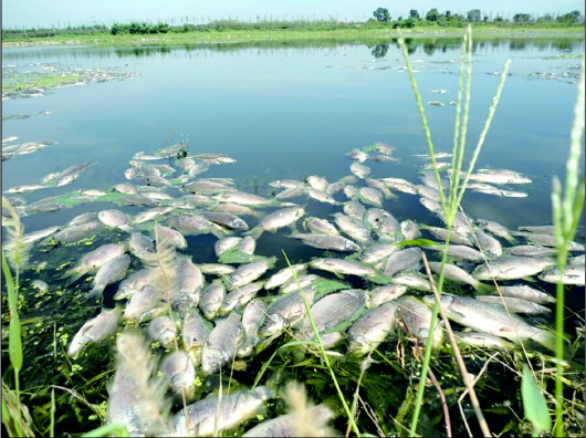 莱西大沽河数百米河段现大量死鱼