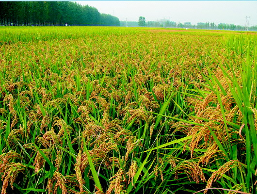 眼下,济阳万亩水稻已陆续进入成熟期,丰收在望.